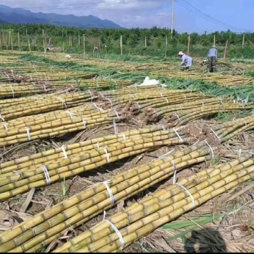 《实力商家》广东黄皮甘蔗大量上市一手货源市场货榨汁．．货电