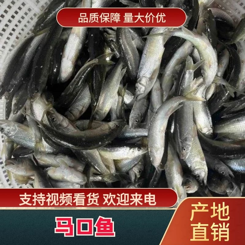 【热卖】优选马口鱼，规格10条左右