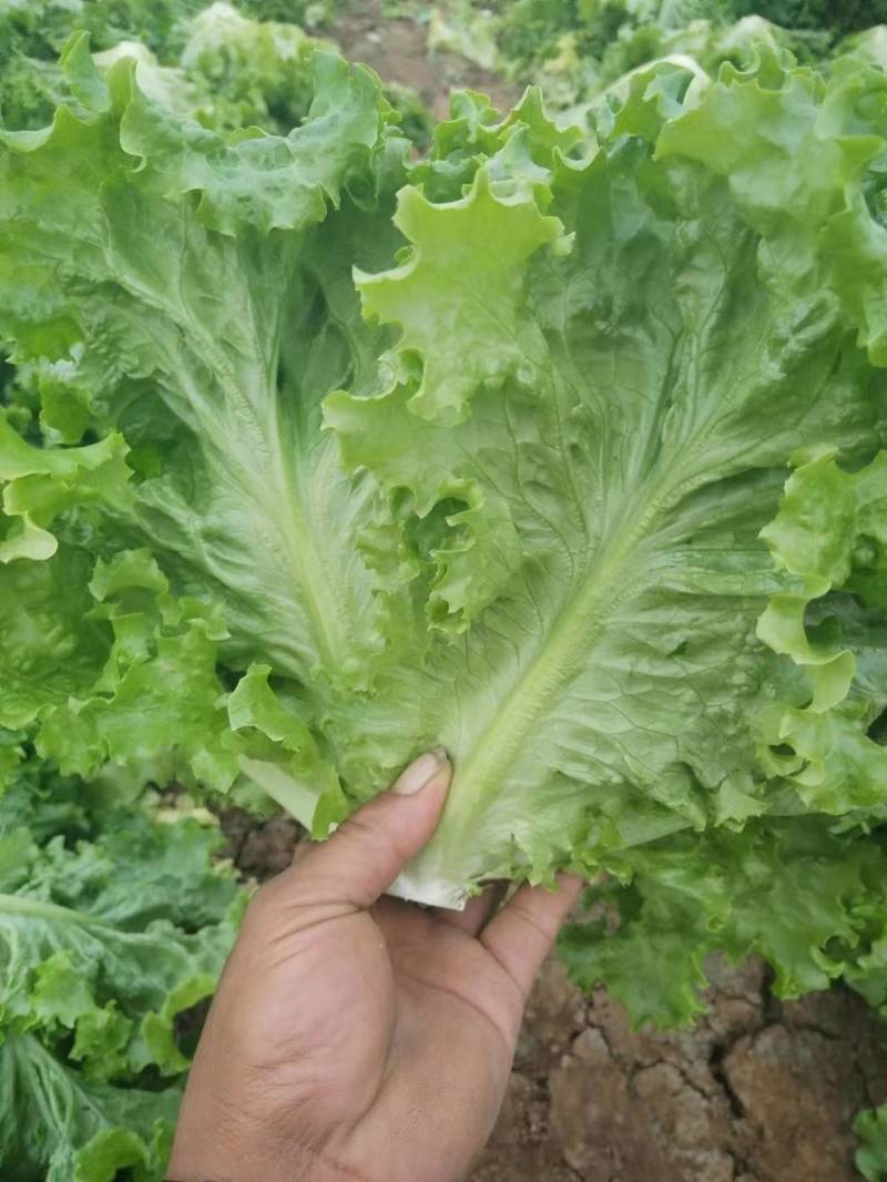 生菜，种植基地发货，量大质优，保质保量欢迎联系，电话议价