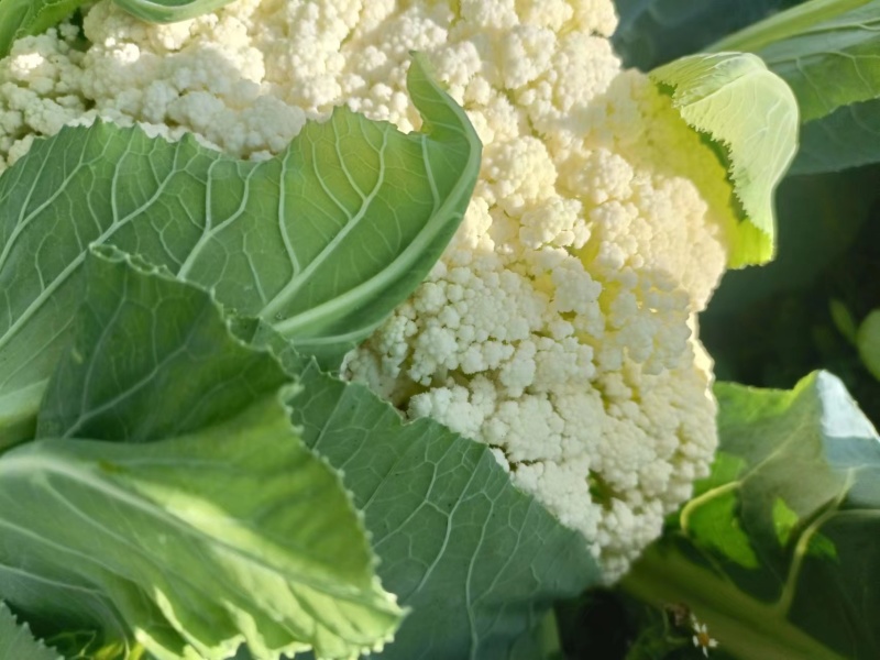 包邮菜花苗可预订现苗批发整车发货包售后基地直发