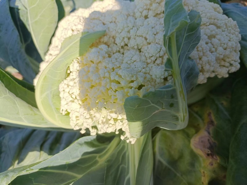 包邮菜花苗可预订现苗批发整车发货包售后基地直发