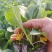 包邮菜花苗可预订现苗批发整车发货包售后基地直发