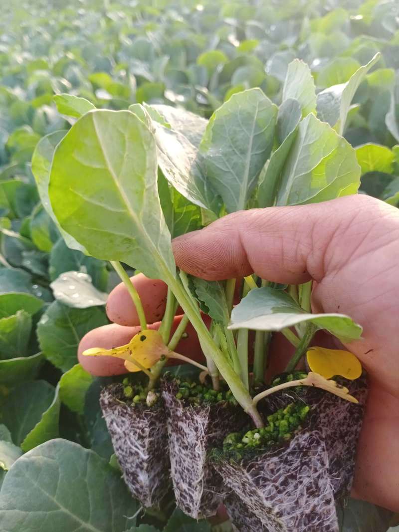 包邮菜花苗可预订现苗批发整车发货包售后基地直发