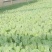 包邮菜花苗可预订现苗批发整车发货包售后基地直发