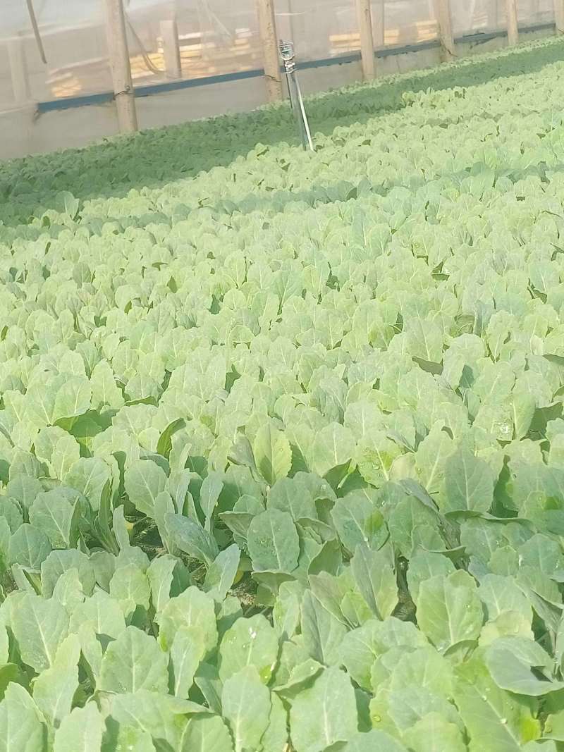 包邮菜花苗可预订现苗批发整车发货包售后基地直发