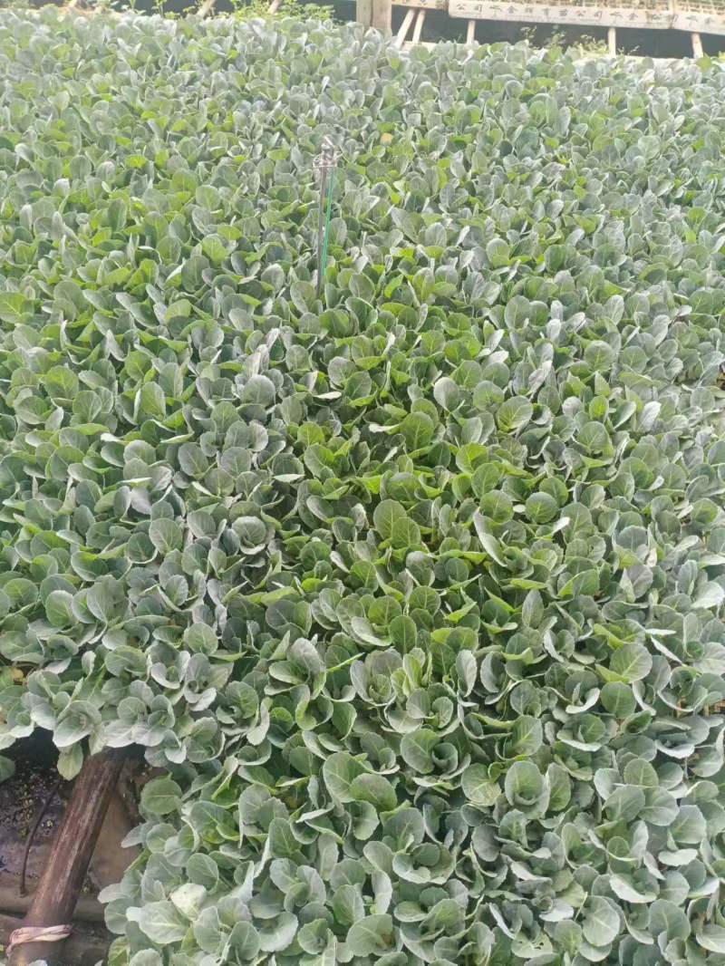包邮菜花苗可预订现苗批发整车发货包售后基地直发