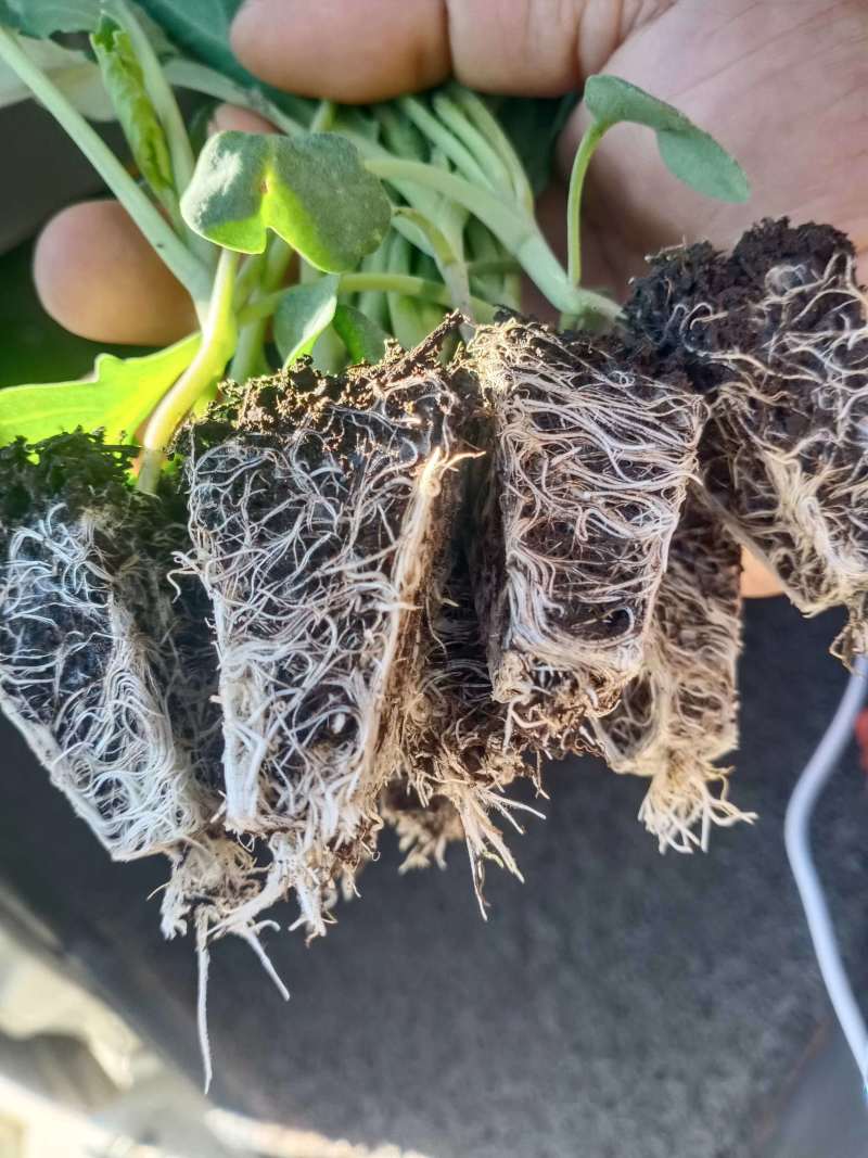 包邮菜花苗可预订现苗批发整车发货包售后基地直发
