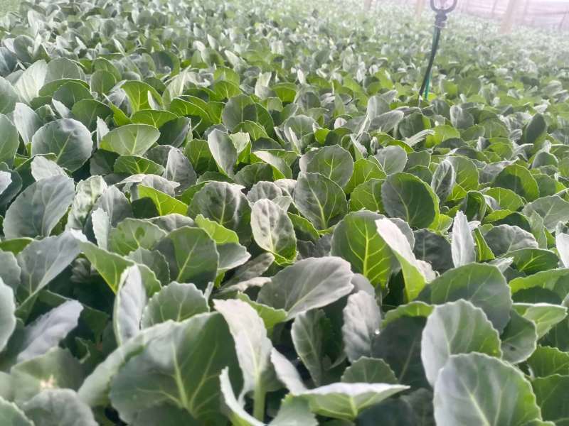 包邮菜花苗可预订现苗批发整车发货包售后基地直发