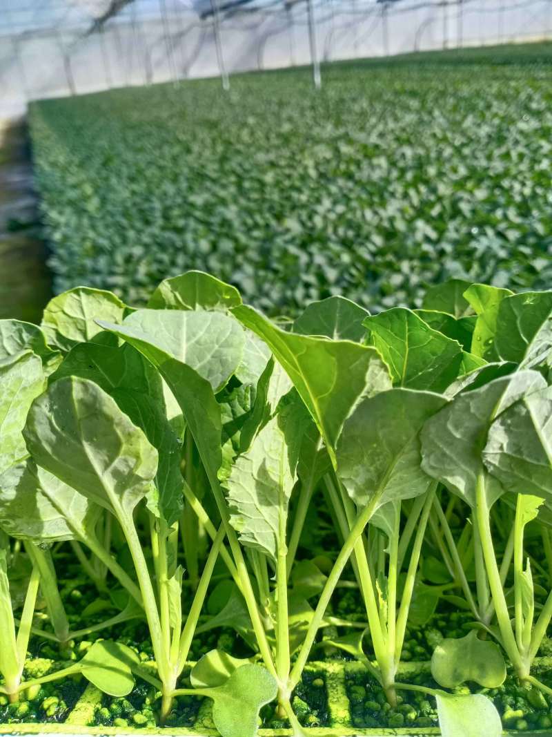 包邮菜花苗可预订现苗批发整车发货包售后基地直发
