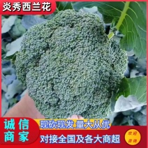 【炎秀西兰花】优质西兰花0.8~1.5斤现砍现发