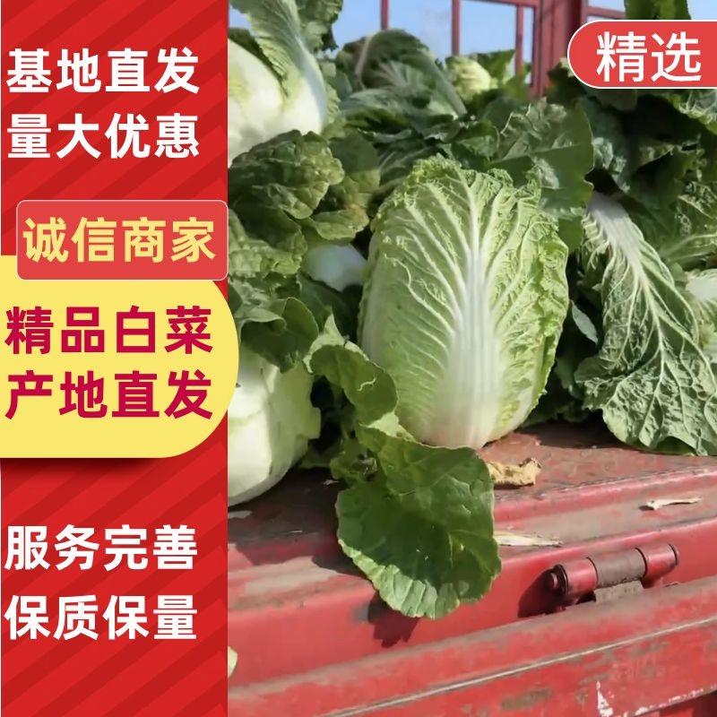 白菜夏邑青杂三号白菜大量供应中保质保量对接市场等
