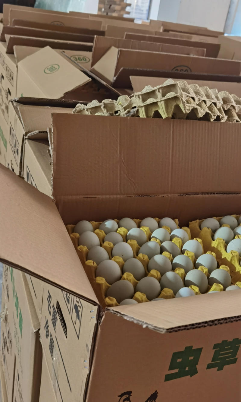 绿壳乌鸡蛋360/箱净重29-30斤农家绿壳蛋