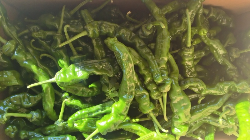 芜湖椒辣椒现货供应可对接商超货源充足