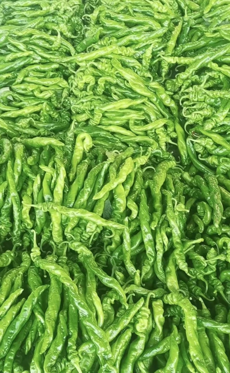 芜湖椒辣椒现货供应可对接商超货源充足
