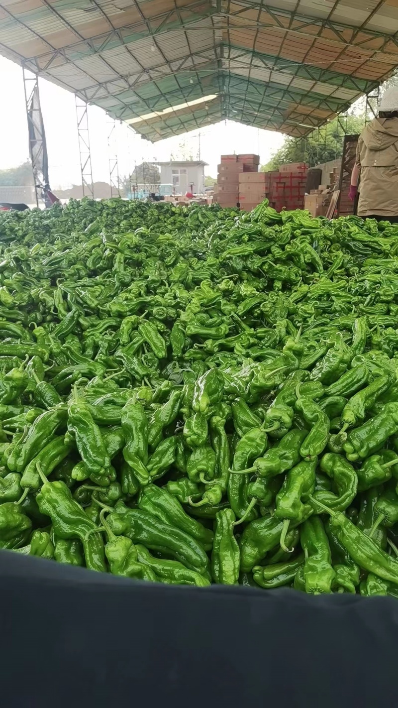 芜湖椒辣椒现货供应可对接商超货源充足