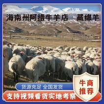 【青海藏绵羊】活羊藏羊发往全国可视频来电详谈