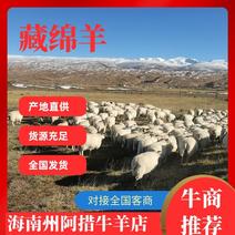 【活羊】青海藏绵羊可视频大量供应货源充足全国发货