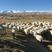 【活羊】青海藏绵羊可视频看货大量供应货源充足全国发货