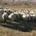 【活羊】青海藏绵羊可视频看货大量供应货源充足全国发货