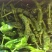芜湖椒辣椒大量上市量大从优欢迎咨询