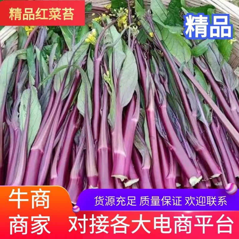 湖北红菜苔，白菜苔，红菜心，粗红菜苔质量非常不错！