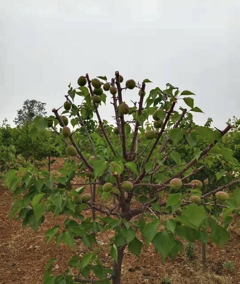 红梅杏树苗根系发达现挖现发可以实地考察签合同