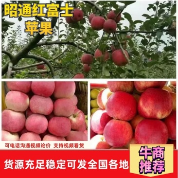【精选】云南昭通红富士苹果现摘现发脆甜多汁欢迎咨询合作