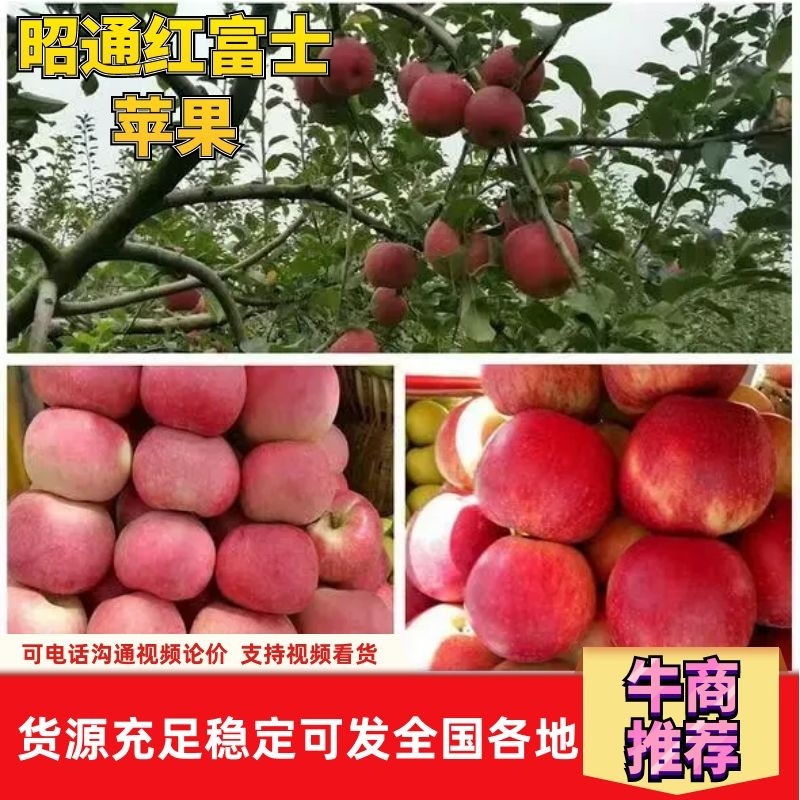 【精选】云南昭通红富士苹果现摘现发脆甜多汁欢迎咨询合作