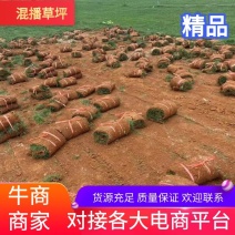 精品混播草坪