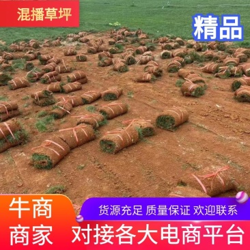 精品混播草坪