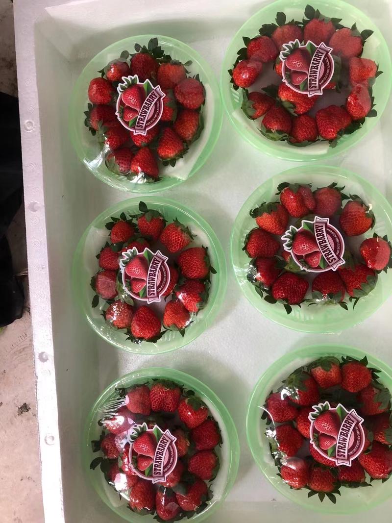 宁玉草莓大量上市草莓颜色鲜亮个头大味道甜量大从优欢迎联系