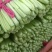小白菜全年供应小白菜走市场脱水场有冷库有大棚可发全国