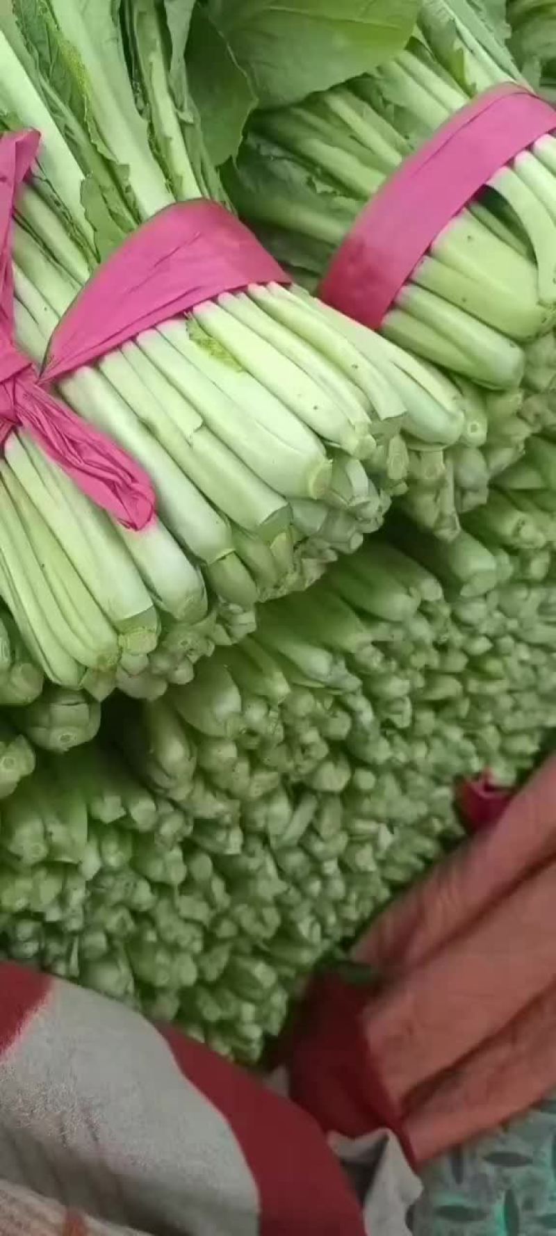 小白菜全年供应小白菜走市场脱水场有冷库有大棚可发全国