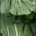 小白菜江苏大棚小白菜货源充足可对接全国商超采购需要的联系