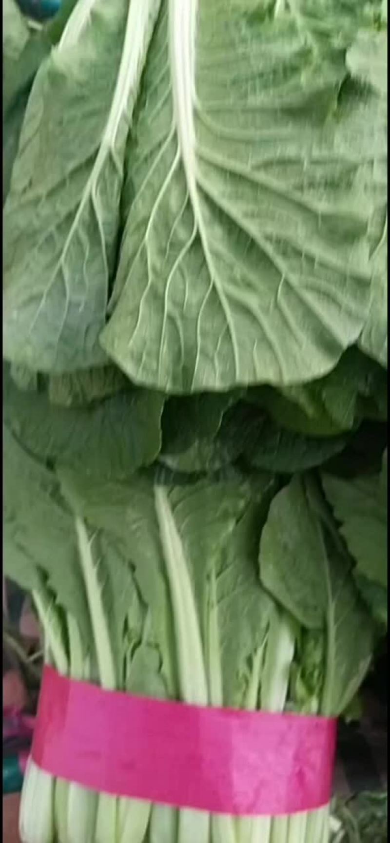 小白菜江苏大棚小白菜货源充足可对接全国商超采购需要的联系