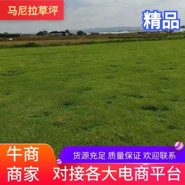 绿化草坪，草坪草-马尼拉草坪，欢迎光临本店