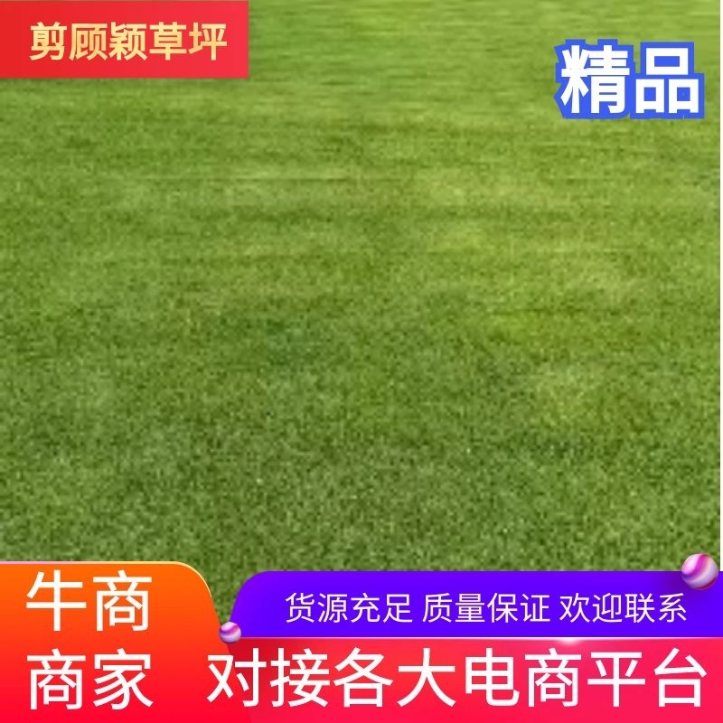 草坪草，草坪草-马尼拉草坪
