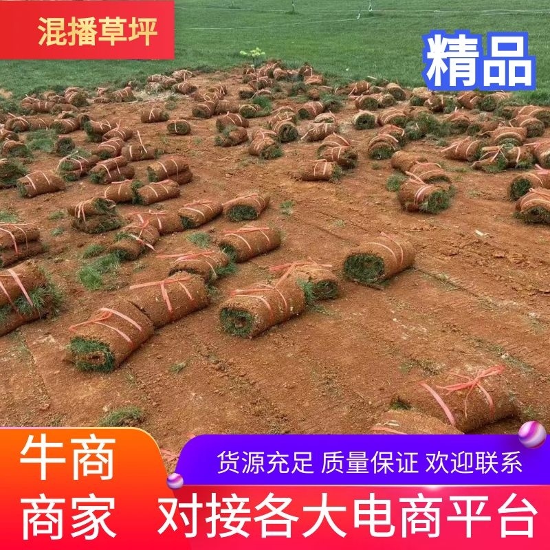 草坪草，草坪草-马尼拉草坪