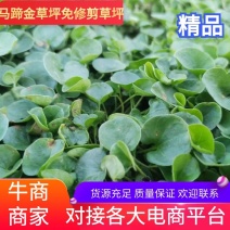 草坪草，草坪草-马尼拉草坪