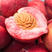 胭脂红桃苗根系发达现挖现发可以实地考察签合同