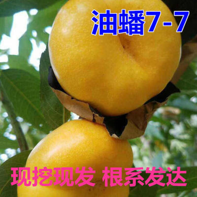 油蟠7-7桃苗根系发达现挖现发可以实地考察签合同