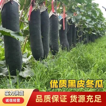 【精品吊冬瓜】产区直发量大从优，品质保证欢迎来电订购