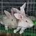 【一件代发】兔子宠物兔品种齐全品质保证价格可议