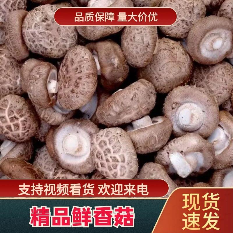 河南内黄发货精品香菇可视频看货发往全国