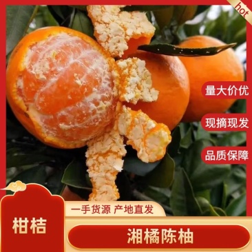 湖南橘子，南丰桔子大丰收，物美价廉，做品质，买放心