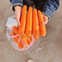 【河南】三红胡萝卜水洗胡萝卜品质保证对接全国基地直发