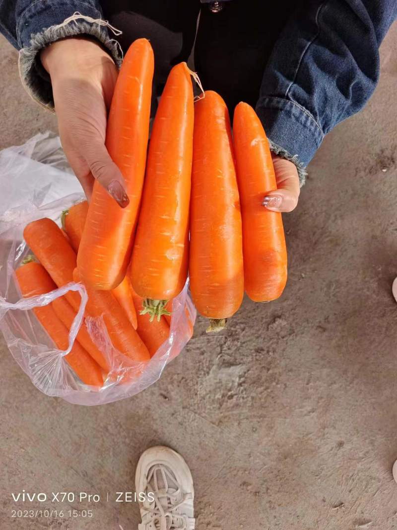 【河南】三红胡萝卜水洗胡萝卜品质保证对接全国基地直发