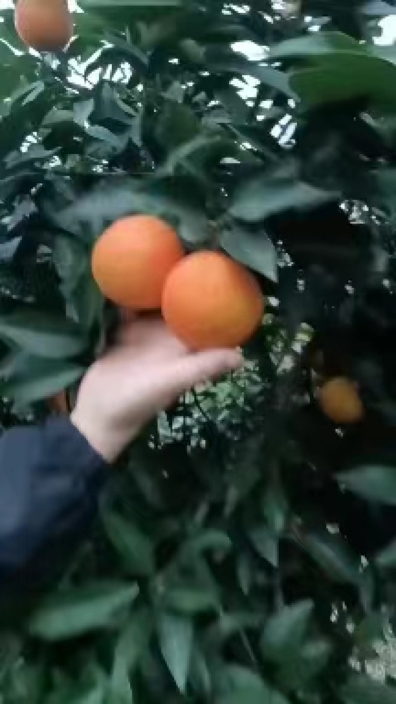 【爱媛果冻橙】以皮薄肉厚汁水丰盈果粒饱满内质细腻