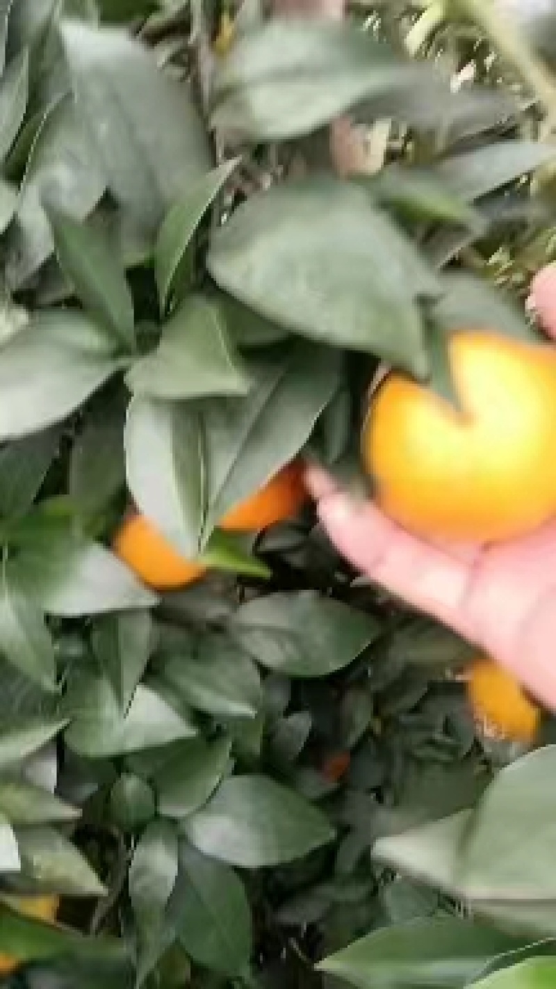 【爱媛果冻橙】以皮薄肉厚汁水丰盈果粒饱满内质细腻