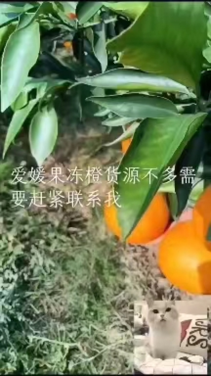【爱媛果冻橙】以皮薄肉厚汁水丰盈果粒饱满内质细腻